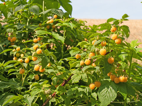 Gelbe Himbeeren