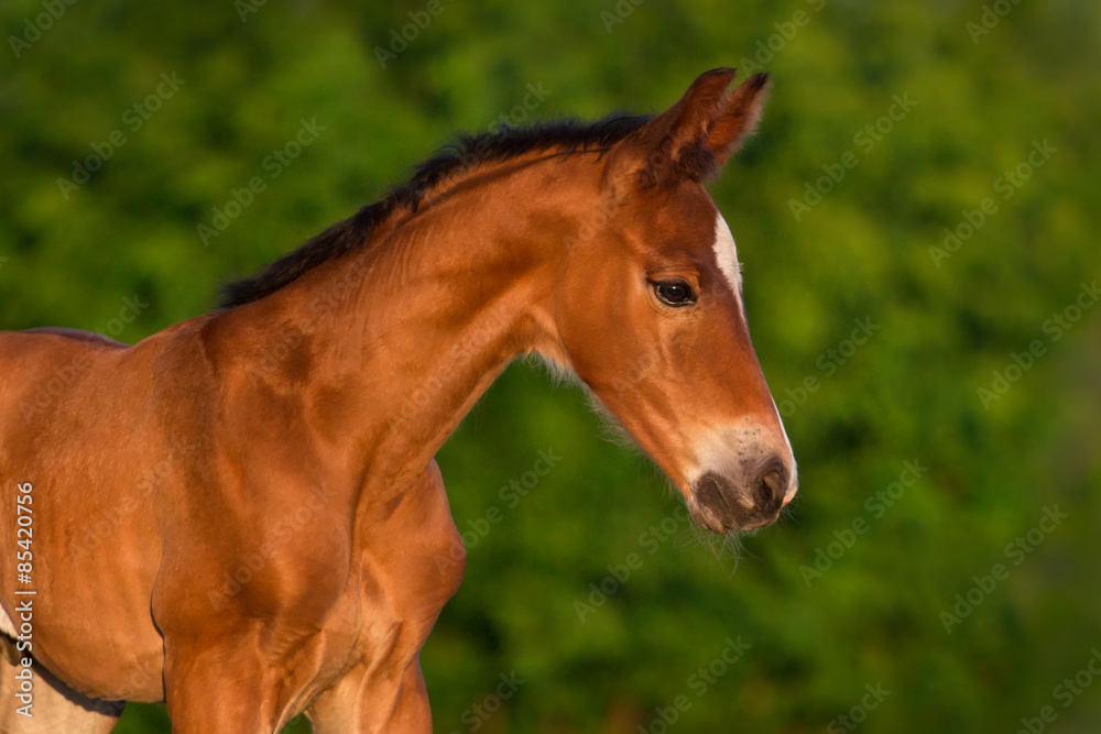 Wall mural bay newborn colt portrait outdoor