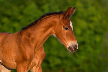 Bay newborn colt portrait  outdoor