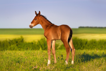 Naklejka na ściany i meble Bay foal standing in spring green field