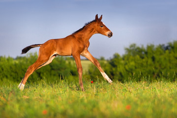 Running bay foal in spring green field - obrazy, fototapety, plakaty