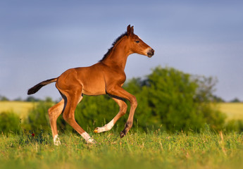 Obraz na płótnie Canvas Running bay foal in spring green field