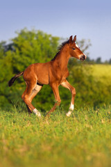 Running bay foal in spring green field