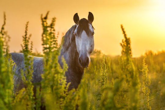 Portrait of beautiful grey lusitano horse at sunrise