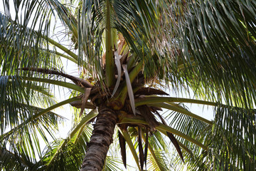 giant palm tree