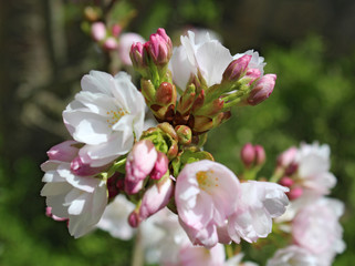Zierkirsche in voller Blüte