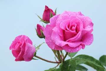 ピンクのバラ　ザマッカートニーローズ