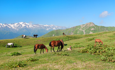 Wild horses grazing in the mountains