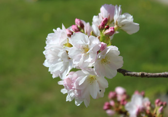 Zierkirsche in voller Blüte