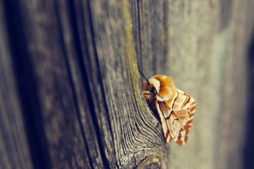 Beautiful night moth on an impressive wooden surface