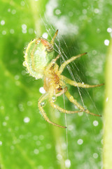 Crab Spider