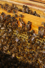 Working bees in honeycombs. Beekeeping