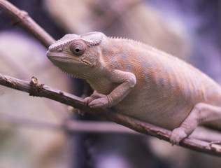 Cameleon