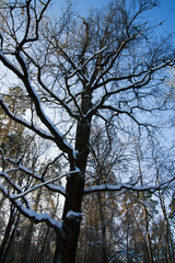 winter snow oak tree on a blue sky background