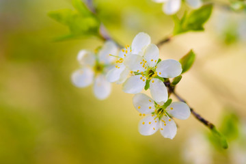 Fototapeta na wymiar blossom cherry tree