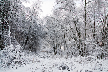 winter snowy trees landscape