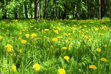 yellow spring flowers in the forest