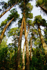 giant pine trees in the forest