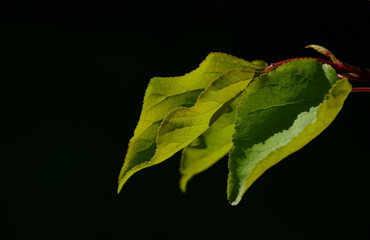 Group of three apricot tree leaves in back lighting on a black b