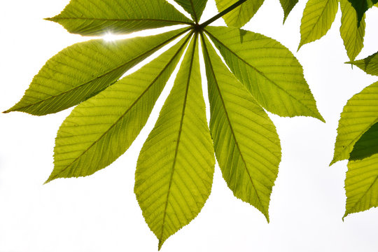 Translucent horse chestnut textured green leaves in back lightin