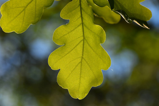 Shiny vivid translucent oak tree leaf on blue sky and green back
