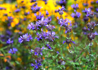 Salvia leucophylla