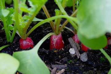 radishes in the ground
