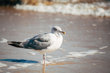 Sturmmöwe in der Brandung