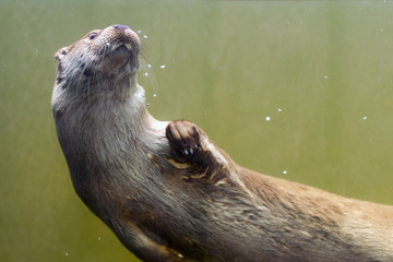 European otter (Lutra lutra lutra)