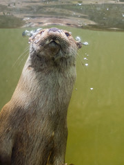 European otter (Lutra lutra lutra)