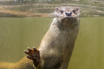 European otter (Lutra lutra lutra)