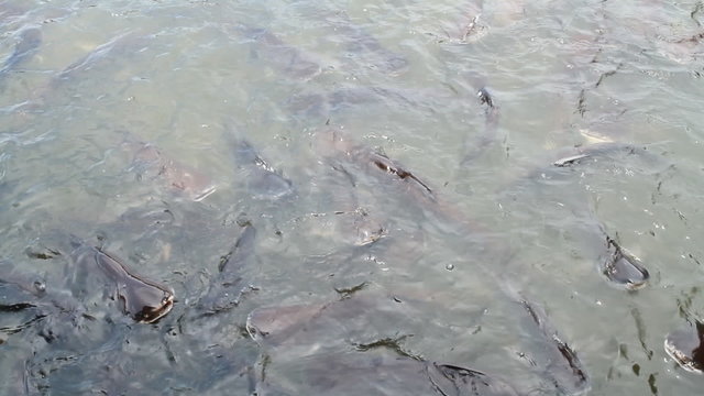 Many pangasius fish in river
