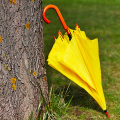 Yellow umbrella against the tree