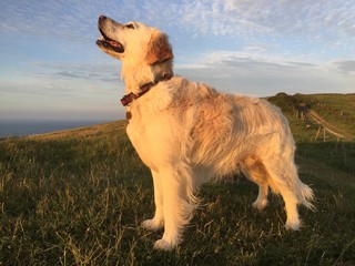pet dog enjoying tge view
