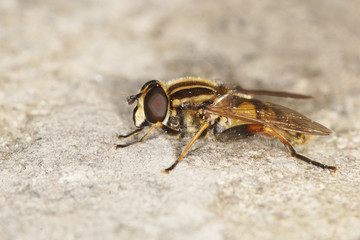 hover fly, hover-fly