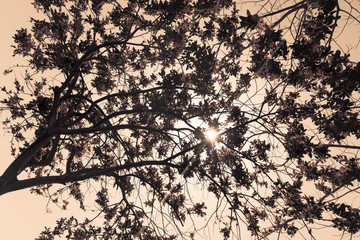 Sun breaks through the branches.
Artistic image of a silhouette of a tree in sepia-colored.