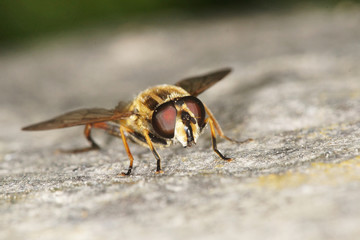 hover fly, hover-fly
