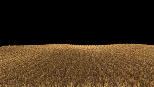 4k wheat field ready to be harvested (seamless loop, isolated on black, with alpha)