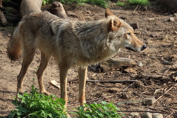 Fototapeta premium wolf