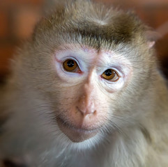 Monkey portrait macaque