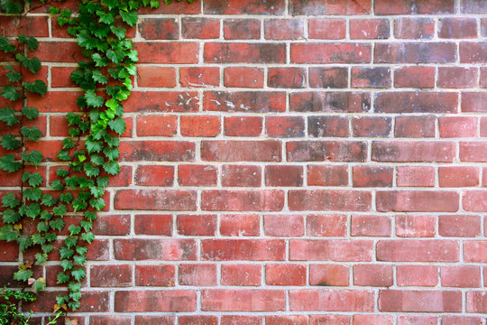 Leaf wall with old brick background. © Ubonwan