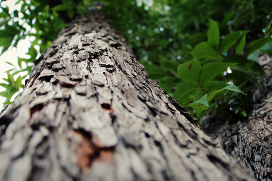 Close up of a tree with a narrow depth of field at cold weather.