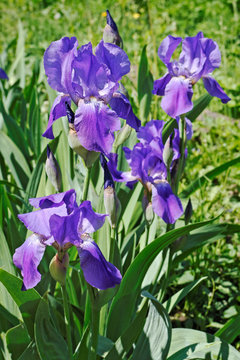 Multitude of the blossoming iris flowers in garden