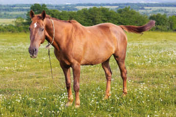 Obraz premium Beautiful brown horse is feeding at green field