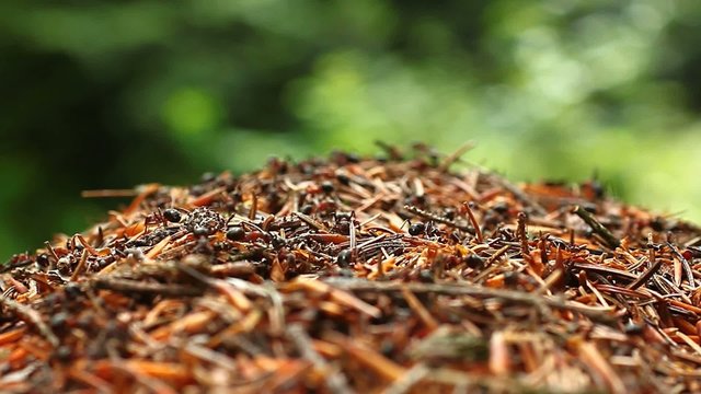 Wood ants working on the anthill