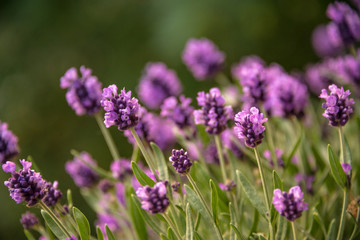 Lavender with the purple flowers