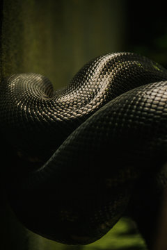 Anaconda Snake