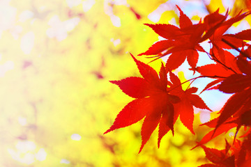 Beautiful red maple leaves background.