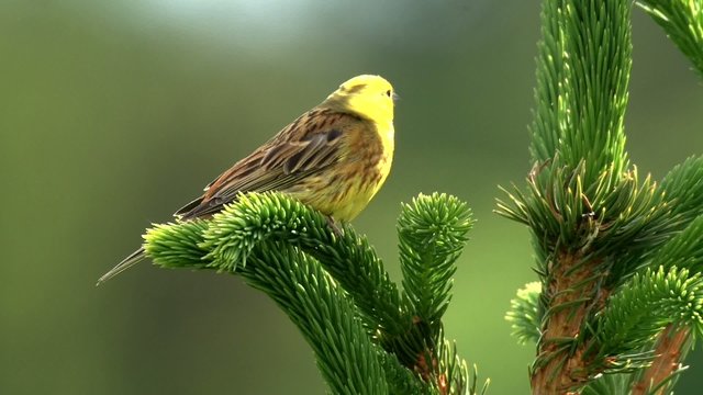 Goldammer singt im Baum