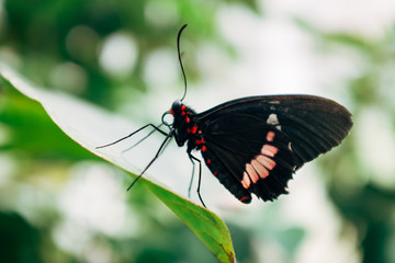 Fototapeta na wymiar Schmetterling auf Blatt Nahaufnahme